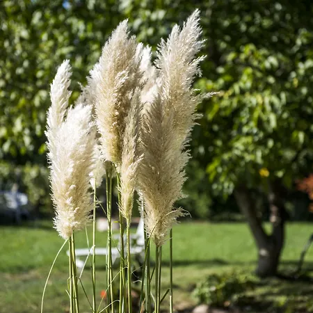 Feng Shui Wellness Apartmanhaz Διαμέρισμα