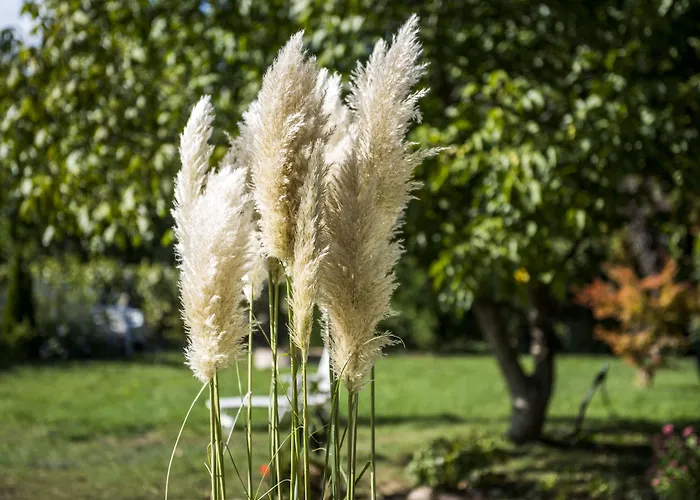 Feng Shui Wellness Apartment